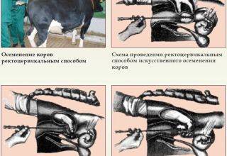 Диспепсия у теленка: что это такое, почему она возникает и как ее лечить