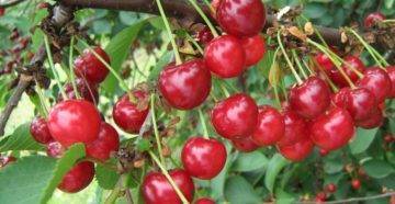 Описание сорта канадской вишни драгоценный кармин и характеристики плодоношения