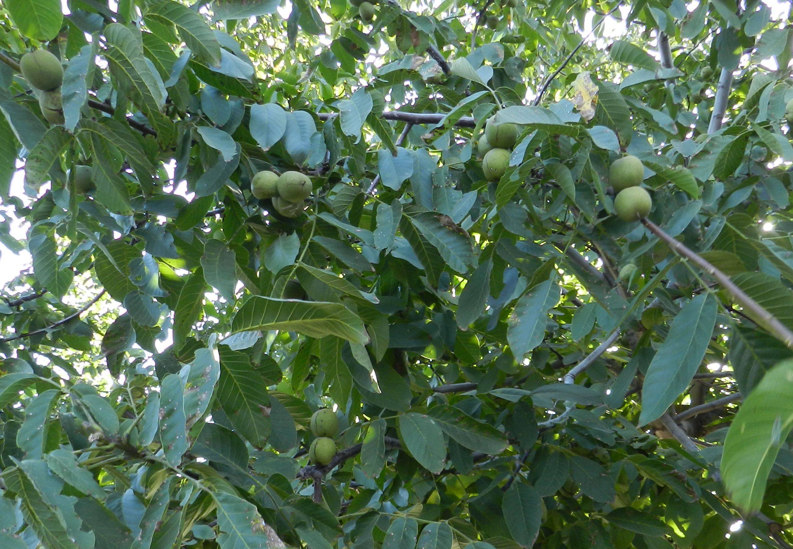 Почему грецкий орех сбрасывает плоды и как это предотвратить? как использовать зеленые орешки?
