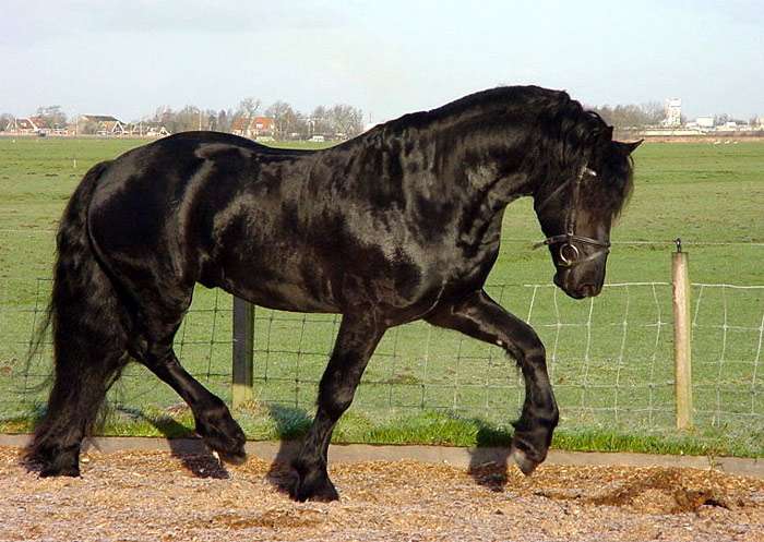 Изабелловая масть лошадей: виды и породы