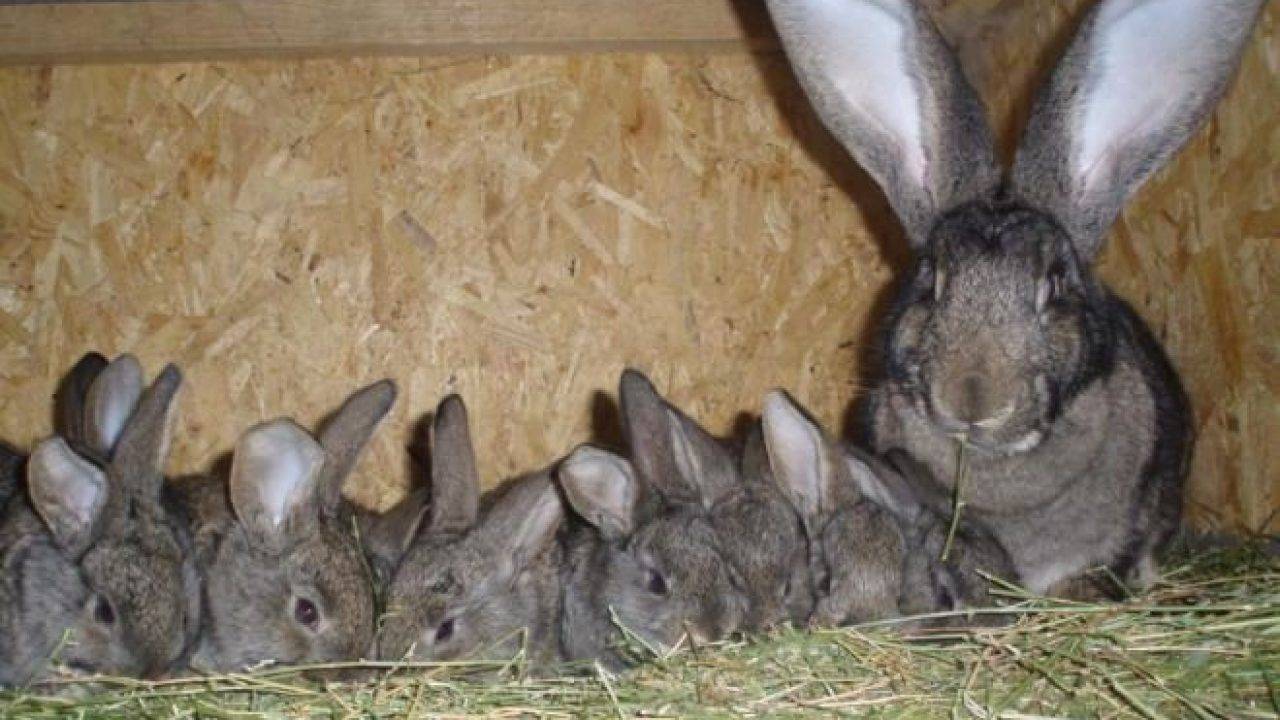 Почему крольчиха съедает своих новорожденных крольчат