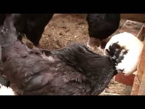 Голландская белохохлая порода кур – описание хохлатой, фото и видео