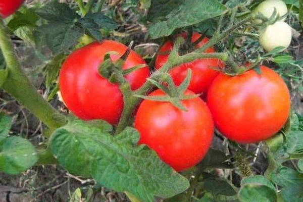 Самая полная характеристика томата «снежная сказка»: описание сорта и особенности выращивания