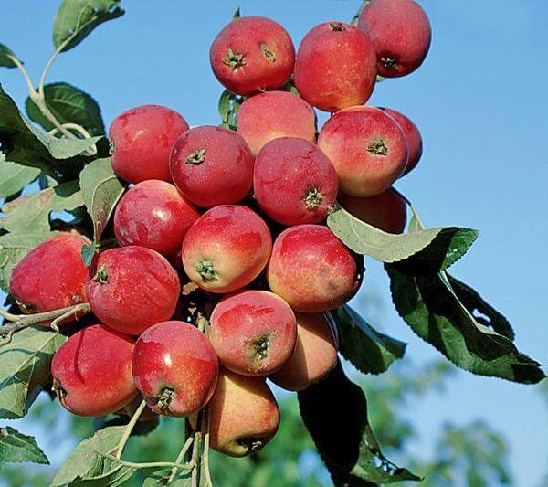 Лучшие сорта яблонь для посадки на урале