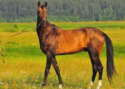 Сколько живут лошади и что влияет на продолжительность жизни?