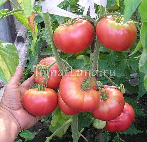 Томат «оранжевый гигант»: популярный среди любителей и профессионалов в выращивании помидор