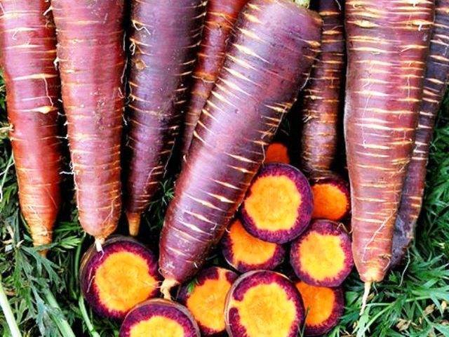 Какими болезнями поражается морковь, как от них избавиться и не допустить возвращения?