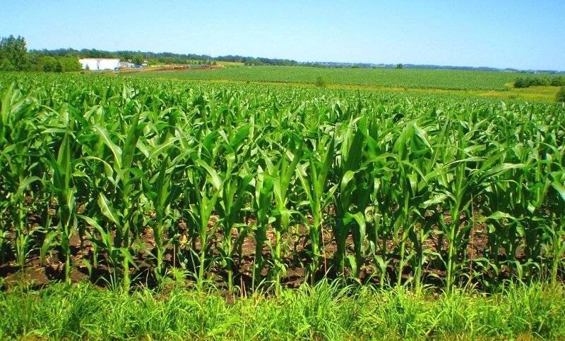 Все о сортах кукурузы: от а, до я