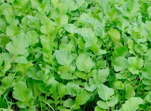 Все о масличной редьке — описание и фото овоща, особенности выращивания и применения
