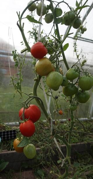 Описание сорта томата василина, его характеристика и выращивание