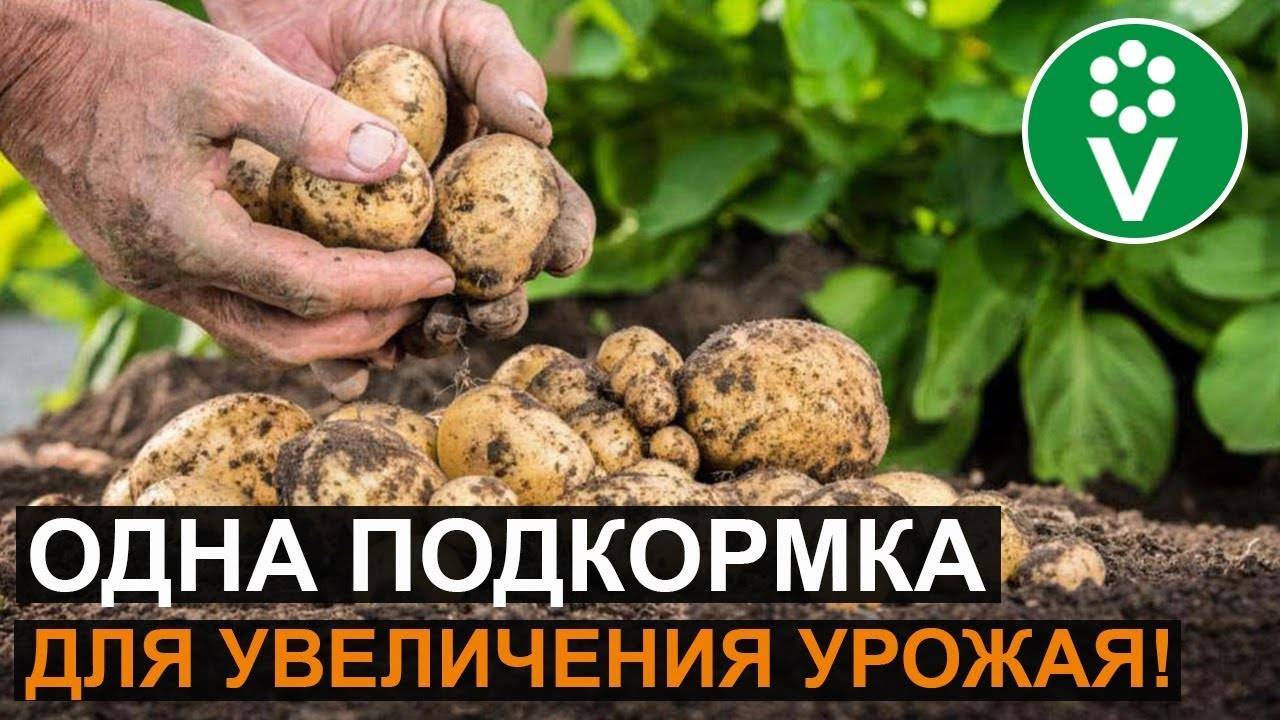 Удобрение для картофеля: чем, когда и как удобрять