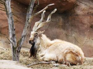 Винторогий козел — описание, среда обитания, образ жизни
