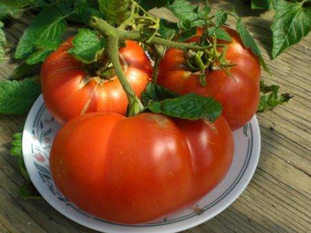 Универсальный сибиряк — сорт томата буян (боец): описание, фото и основные характеристики