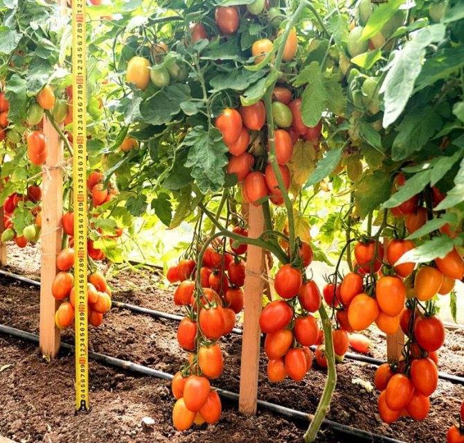 Почему фермеры так любят томат «оранжевый слон»