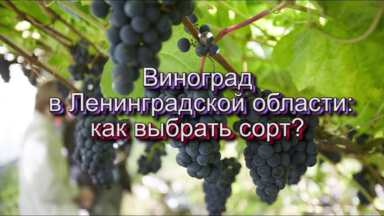Описание и характеристики сорта винограда водограй, плюсы и минусы, выращивание