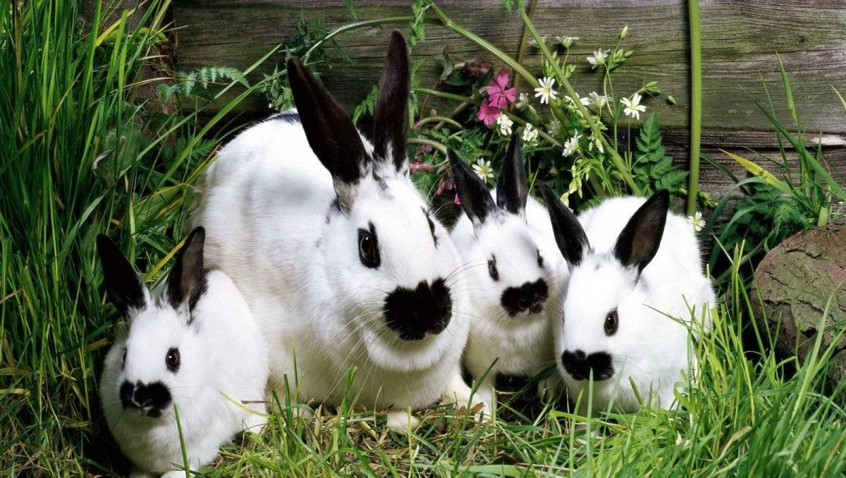 Рахит у кроликов: симптомы, лечение и профилактика