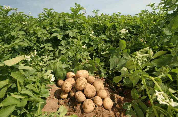 Как определить готовность картофеля к уборке урожая (спелость клубней)