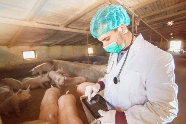 Африканская чума свиней — признаки заболевания