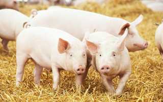 Какие вакцины нужны для поросят и беременных свиней