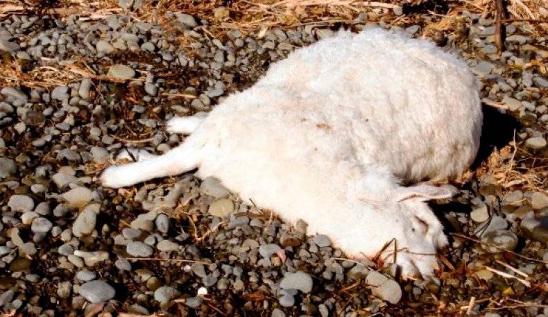 Овцы: болезни жкт, дыхательных путей, копыт, глаз