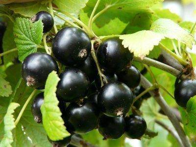 Ядрёная ягода в вашем саду — крупноплодный сорт чёрной смородины