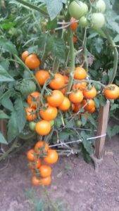 Описание сорта томата Златова, его характеристика и выращивание