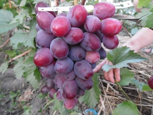 Описание и тонкости выращивания винограда сорта Эверест