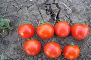 Сверхранние сорта томатов