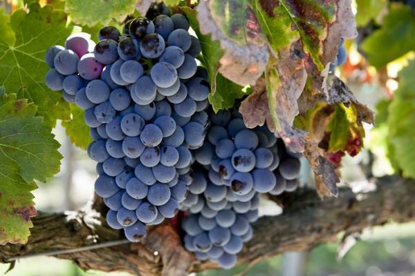Виноград и любительское виноградарство