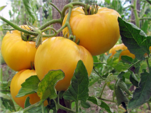 Описание сорта томата жар, особенности выращивания и урожайность