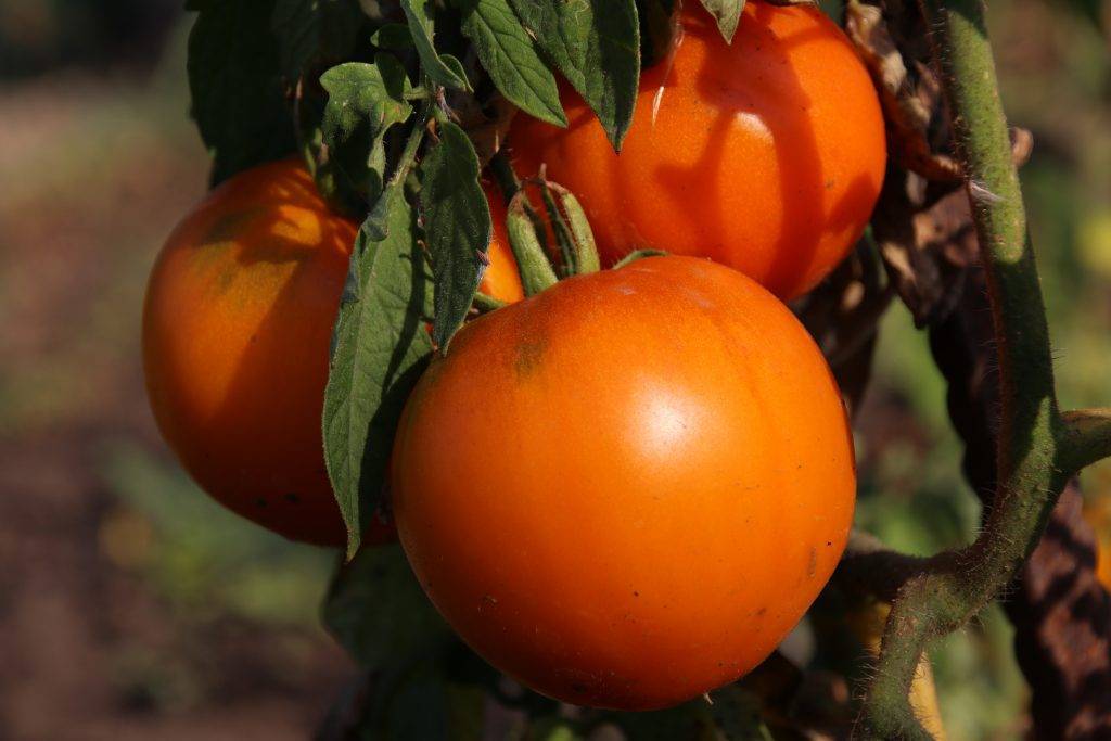 Характеристика и описание сорта томата канопус, урожайность