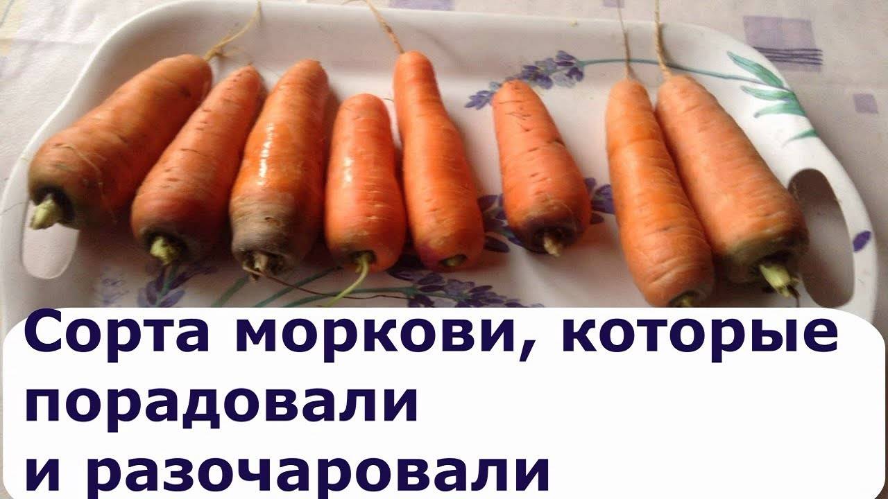 Описание моркови абако: выращивание и хранение