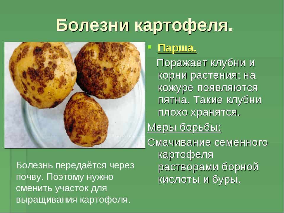 Болезни картофеля — часть 1 «грибковые болезни картофеля»