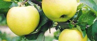 Белоснежка яблоня. сорт яблони «юнга»: характеристика, плюсы и минусы