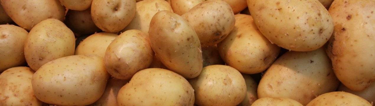 Картофель сорта гала: как вырастить и получить хороший урожай