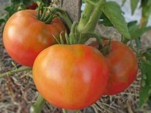 Лучшие сорта томатов Кировской селекции для теплиц и открытого грунта