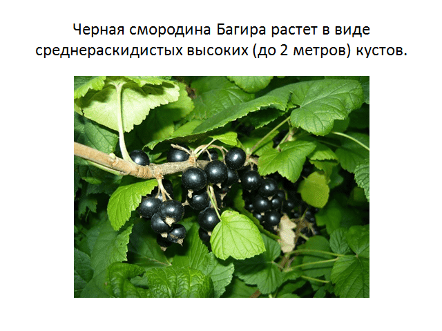 Чёрная смородина пигмей – один из лучших сортов на российском рынке