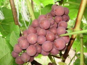 Такой разный виноград жемчуг: розовый, белый, черный и сабо