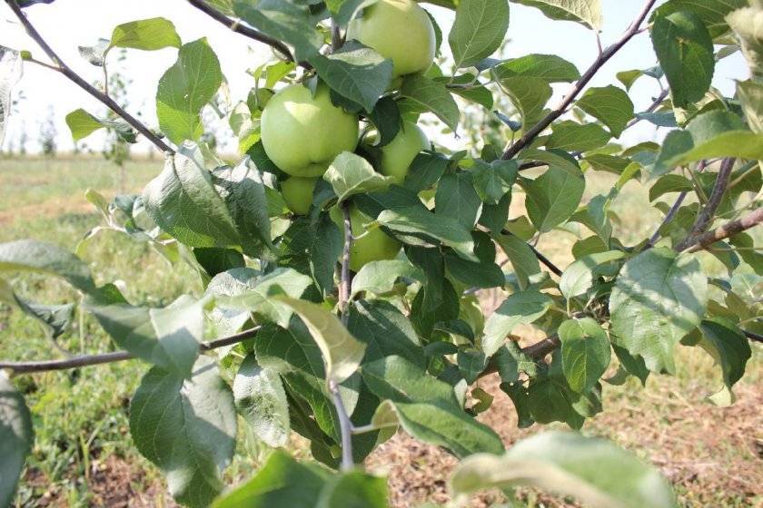 Самоплодный сорт яблони — брянский золотистый
