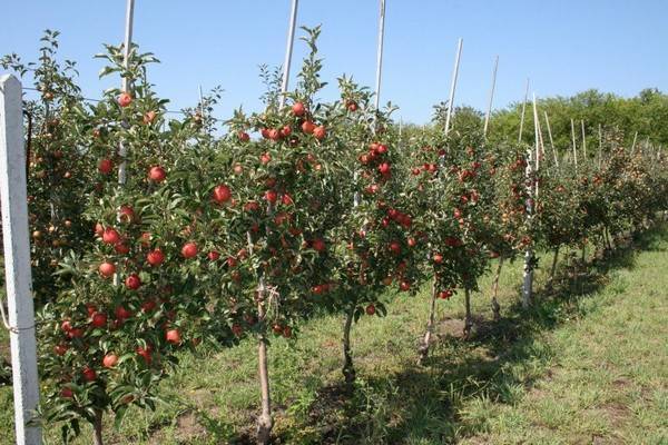 Описание, характеристики и разновидности яблонь сорта аркад, правила выращивания и ухода