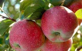 Яблоня сорта имрус в вашем саду