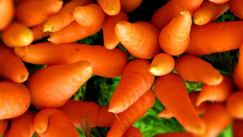 Сроки для моркови: когда можно сеять семена в открытый грунт?