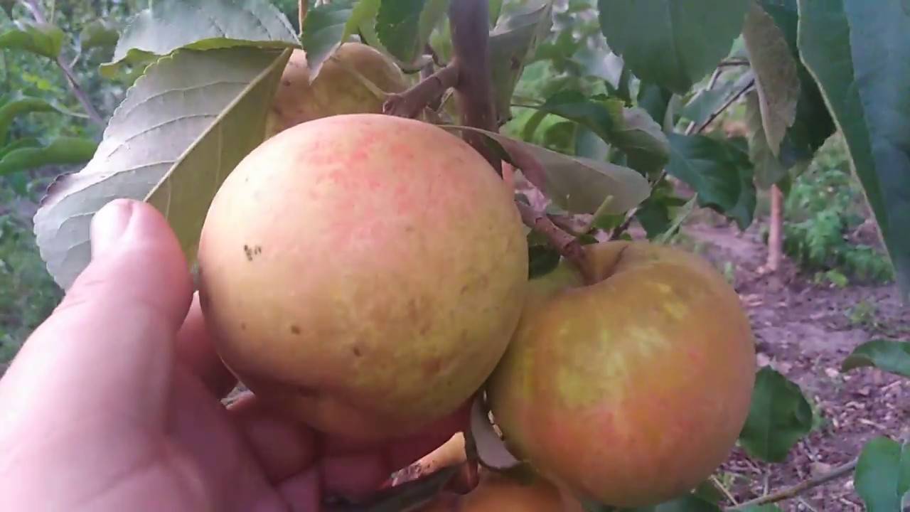 Описание сорта яблонь женева, когда высаживать и особенности выращивания