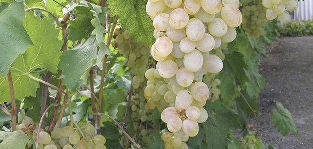 Описание и тонкости выращивания винограда сорта Монастрель