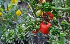 Кудряволистный американский сорт томата «палка» — описание, особенности, фото, характеристика