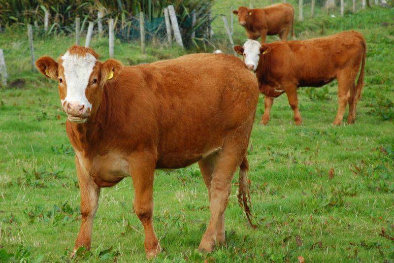 Симптомы и методы лечения атонии преджелудков у коровы