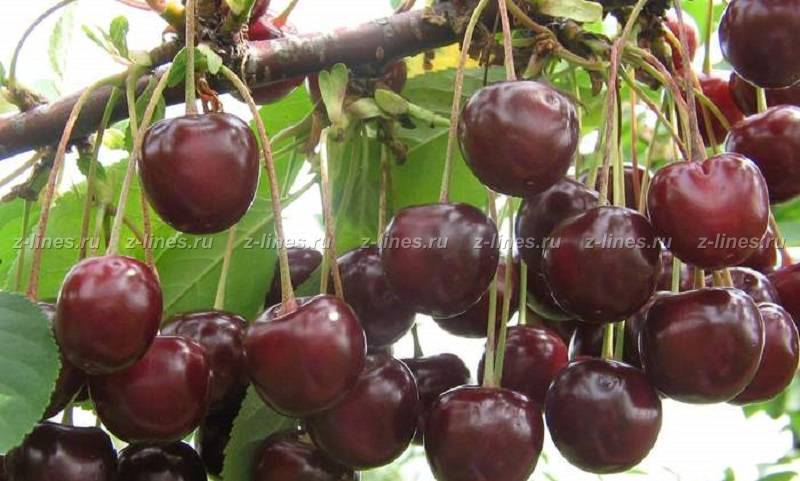 О вишне тамарис: сортовая специфика