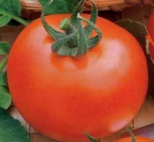 Характеристика и описание сорта томатов богата хата, условия выращивания