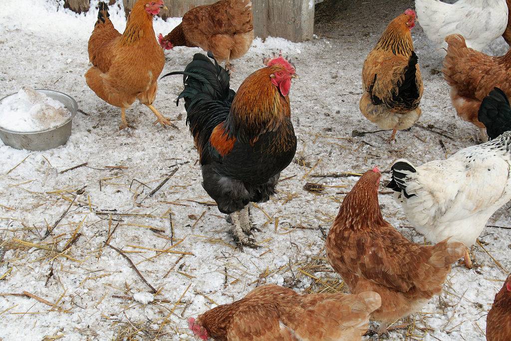 Как распознать и вылечить кокцидиоз у домашних цыплят