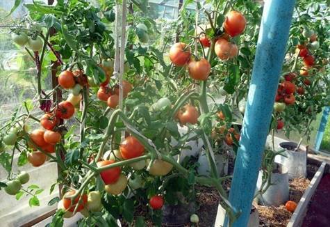 Выращивание томатов в ведрах – 14 этапов посадки и ухода